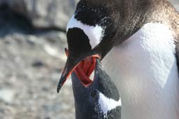 Gentoo-Pinguine