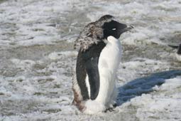 Adelaide-Pinguin